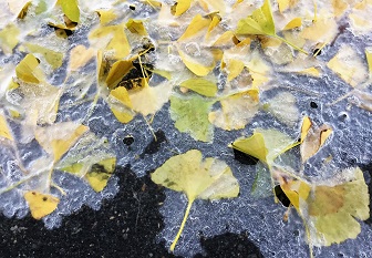 イチョウの葉が凍ったよ.jpg