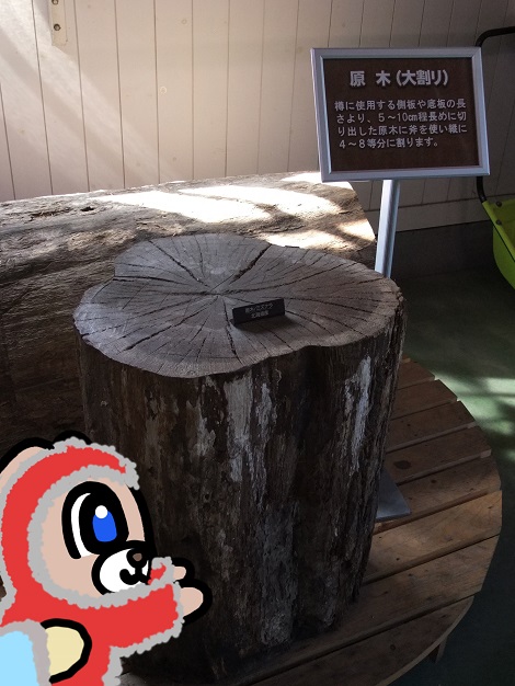 ウイスキー樽の原木を見学しているピヨめぐモカ.jpg