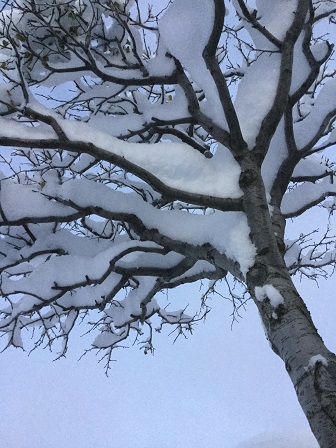 プルーンの木に積雪.jpg