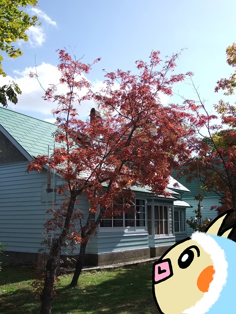 旧竹鶴邸を見学しているピヨめぐモカ.jpg
